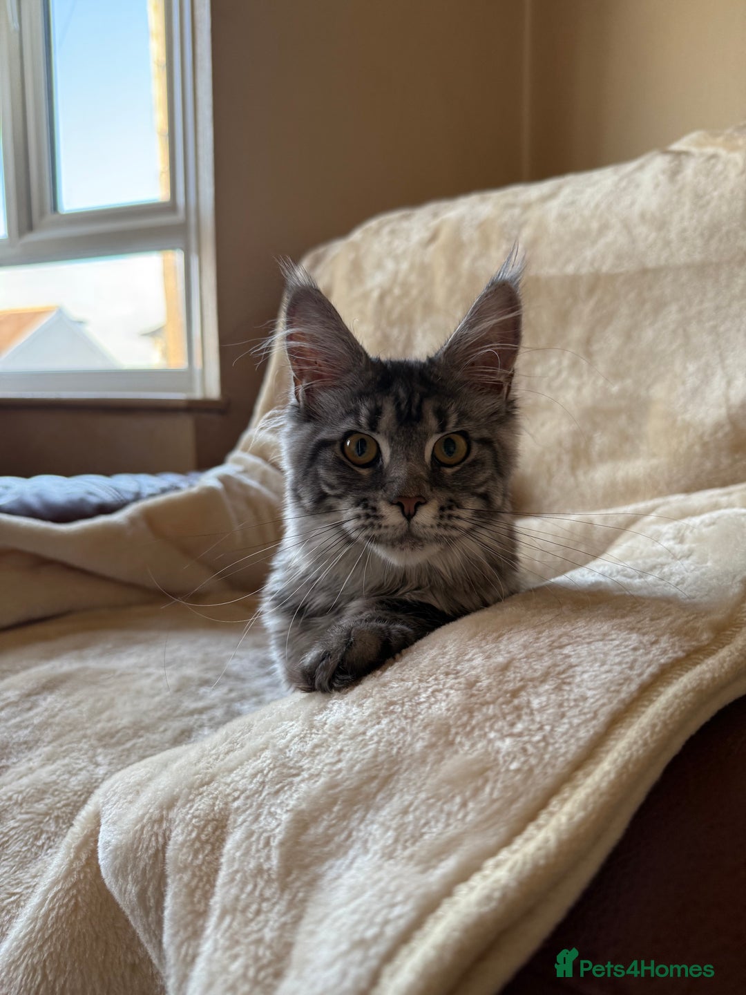 Maine Coon cats for sale: Pedigree GCCF Russian Import line Maine Coons - Advert 18