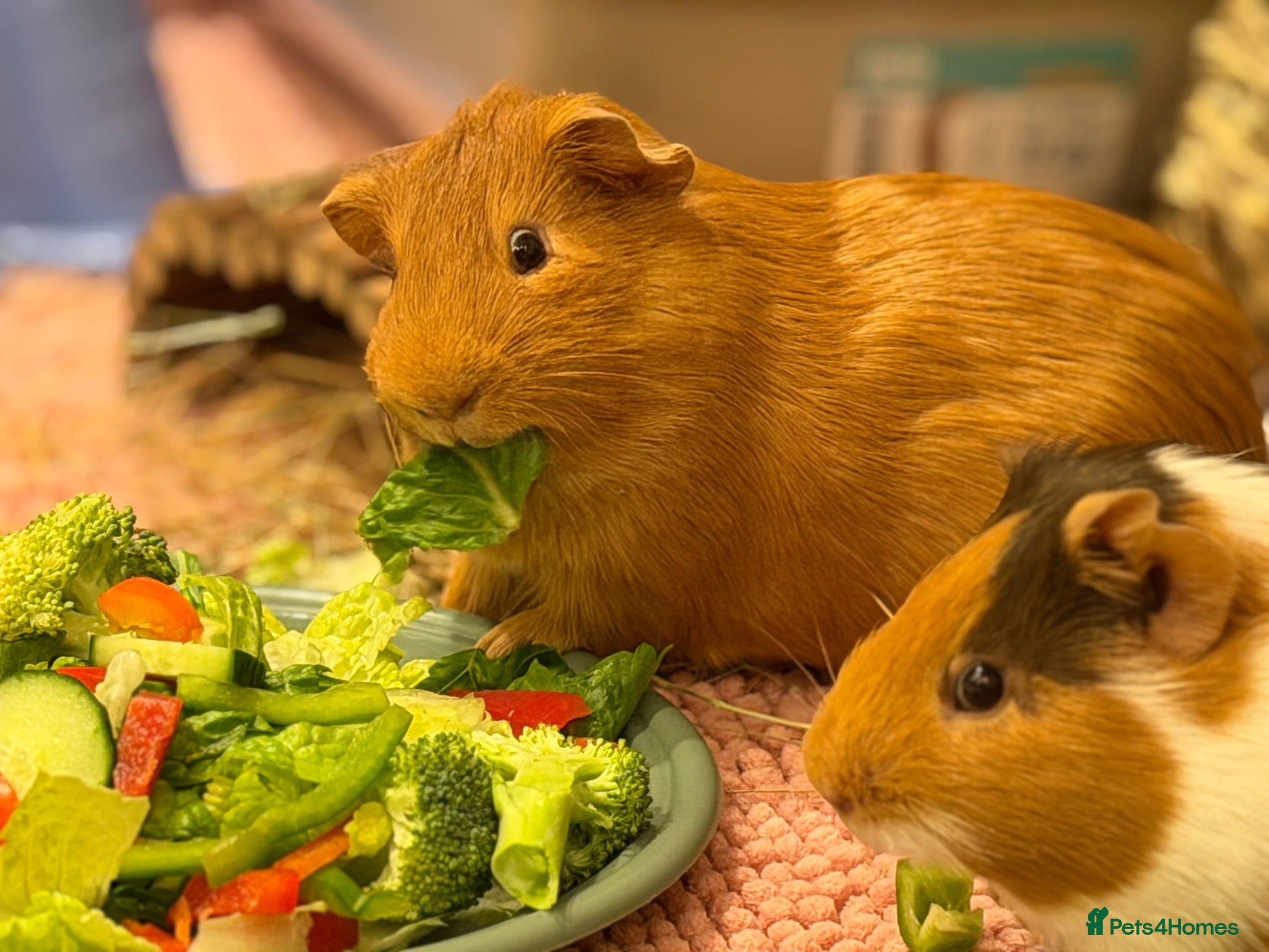 Guinea Pig rodents Two Lovely Male Guinea Pigs Seeking a Loving Home  - Advert 1