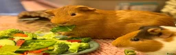 Guinea Pig rodents for sale: Two Lovely Male Guinea Pigs Seeking a Loving Home  in Radstock - Advert 1