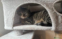 Domestic Shorthair cats for sale: Lola looking for new home  - Image 7