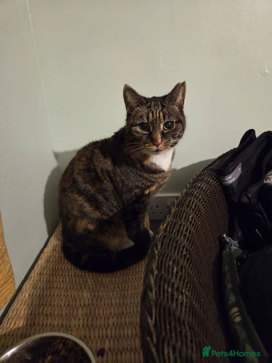 Mixed Breed cats for adoption: ❤️🐱 CLEO – A Gentle Tortoiseshell Lady in Burton-on-Trent - Advert 1