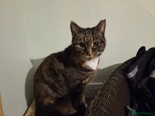 Mixed Breed cats ❤️🐱 CLEO – A Gentle Tortoiseshell Lady - Advert 7