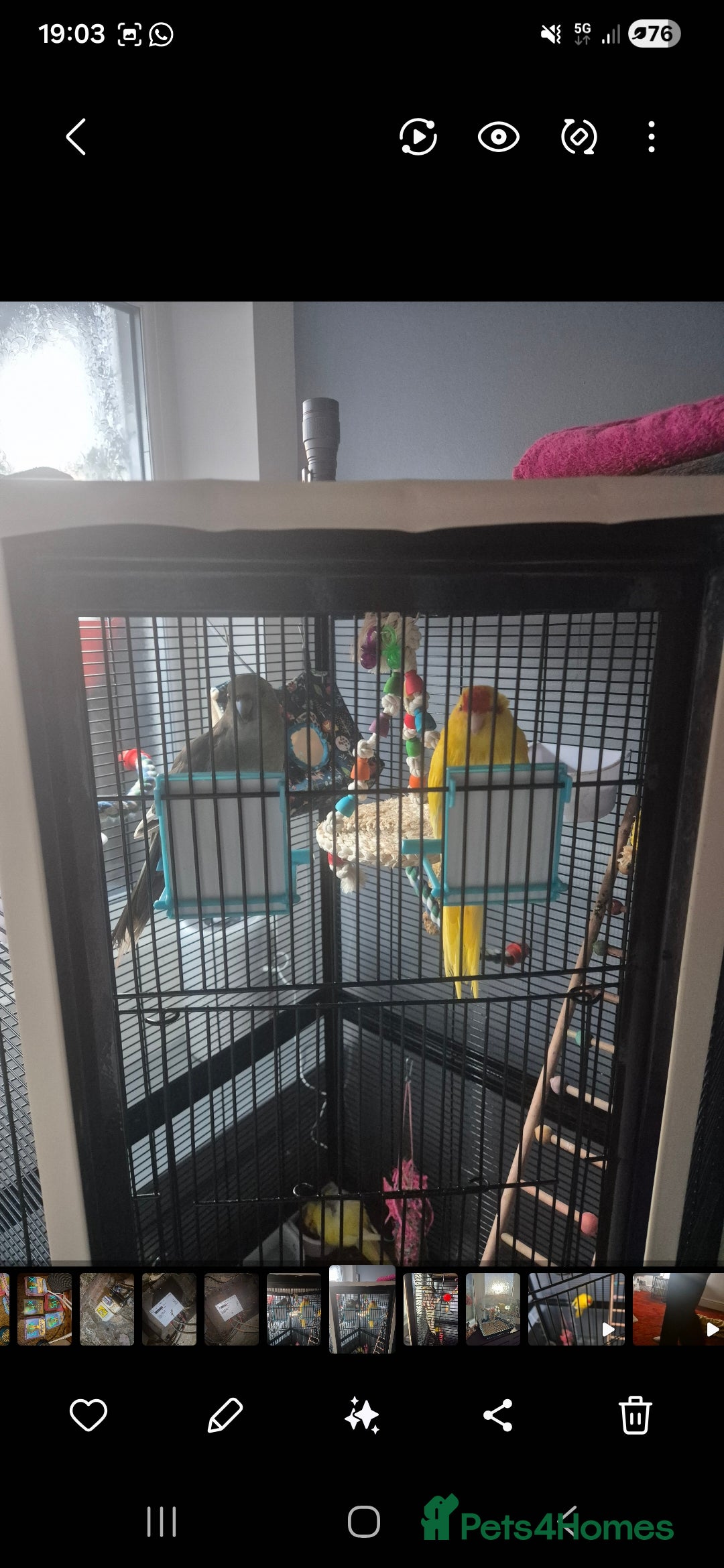 Cockatiels birds for sale: 2 Female Kakariki  - Advert 1