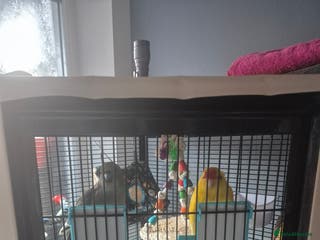 Cockatiels birds 2 Female Kakariki - Advert 11