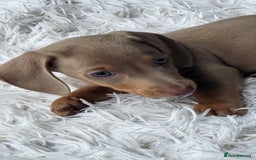 Dachshund dogs for sale: Mini Isabella dachshund puppies for sale! - Image 3