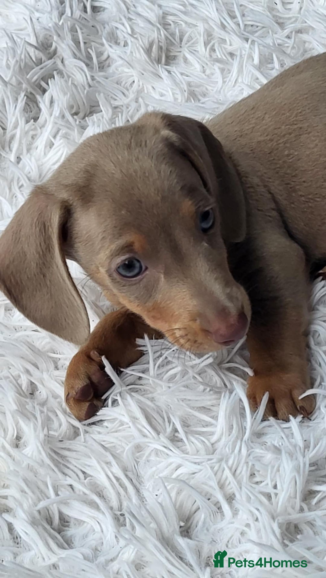 Dachshund dogs for sale: Mini Isabella dachshund puppies for sale! - Image 3