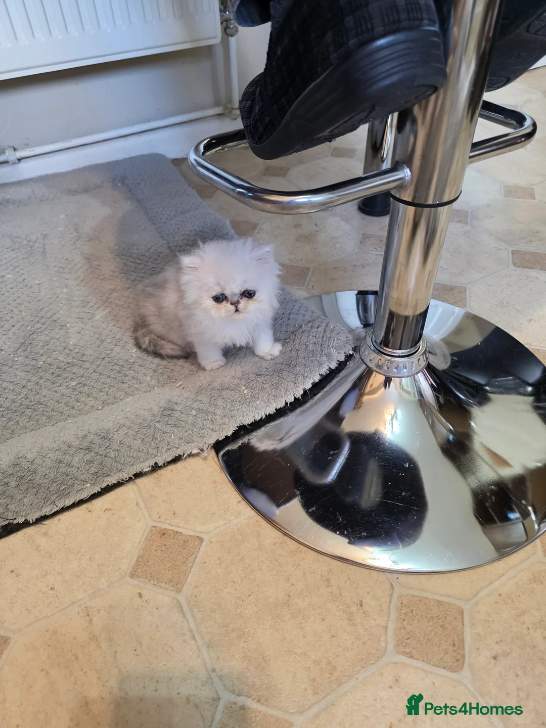 Persian cats for sale: Pedigree Chinchilla Kitten. Female  - Advert 5