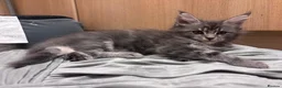 Maine Coon cats for sale: 9 Beautiful Maine Coon Kittens CHAMPION BLOOD LINE - Advert 16