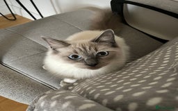 Ragdoll cats for sale: Beautiful Ragdoll looking for loving home - Image 2