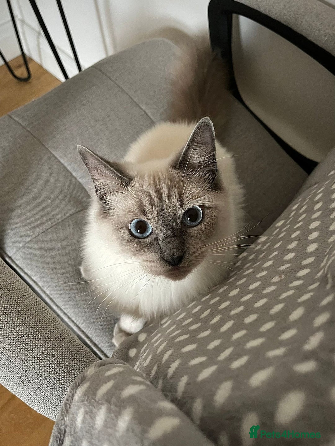 Ragdoll cats for sale: Beautiful Ragdoll looking for loving home - Image 2