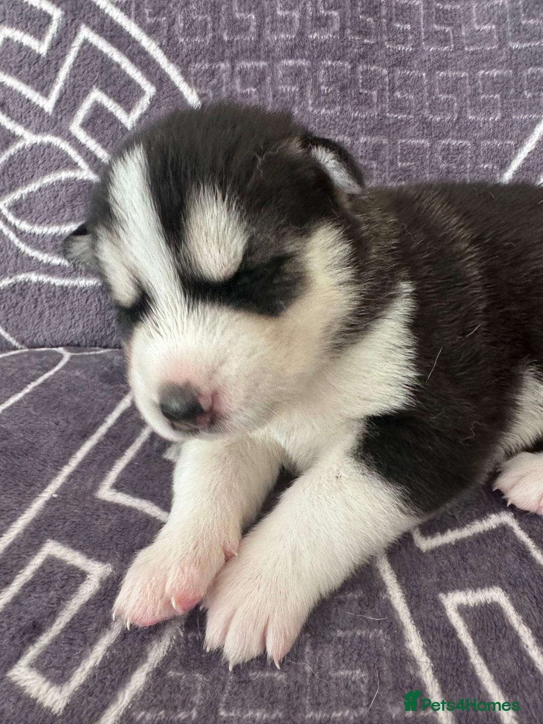 Siberian Husky dogs for sale: full-breed Siberian Husky Puppies  - Image 11