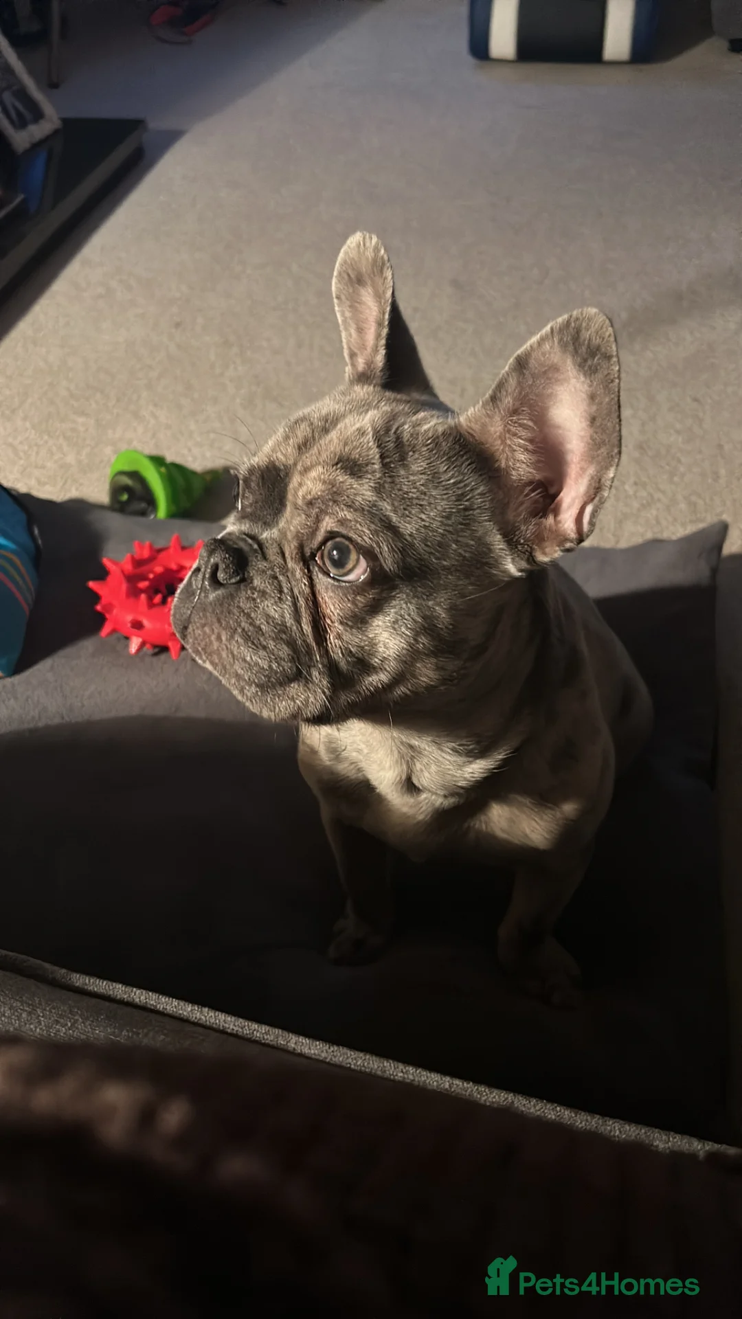 French Bulldog dogs for sale: Male - merle grey French bulldog  - Advert 2