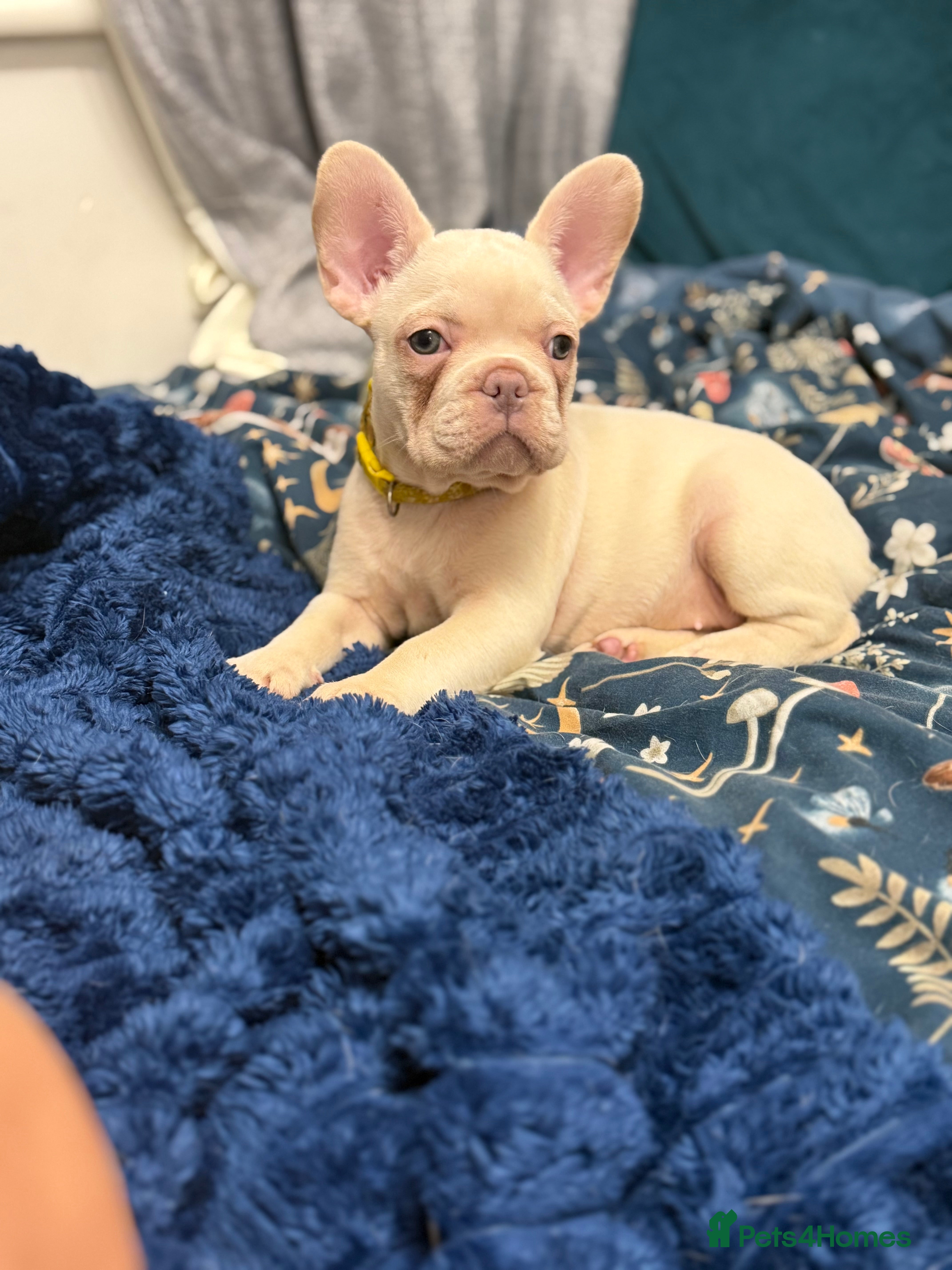 French Bulldog dogs Cream/ platinum French Bulldog puppy , ready now❤️ - Advert 7