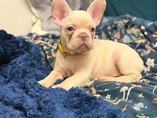 French Bulldog dogs Cream/ platinum French Bulldog puppy , ready now❤️ - Advert 6
