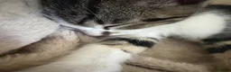 Mixed Breed cats for sale: 2 kittens for sale in Watchet  in Watchet - Advert 8