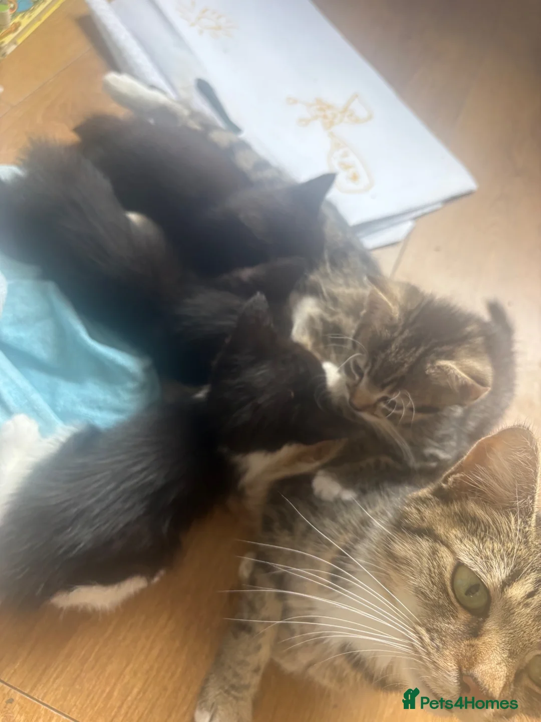 Mixed Breed cats for sale: 3 b+w males and 1 tabby female for sale - Advert 2