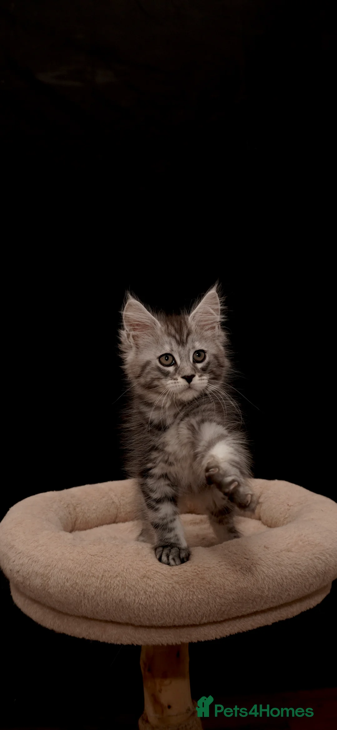 Maine Coon cats for sale: Black Silver classic tabby Mainecoon kittens - Advert 24