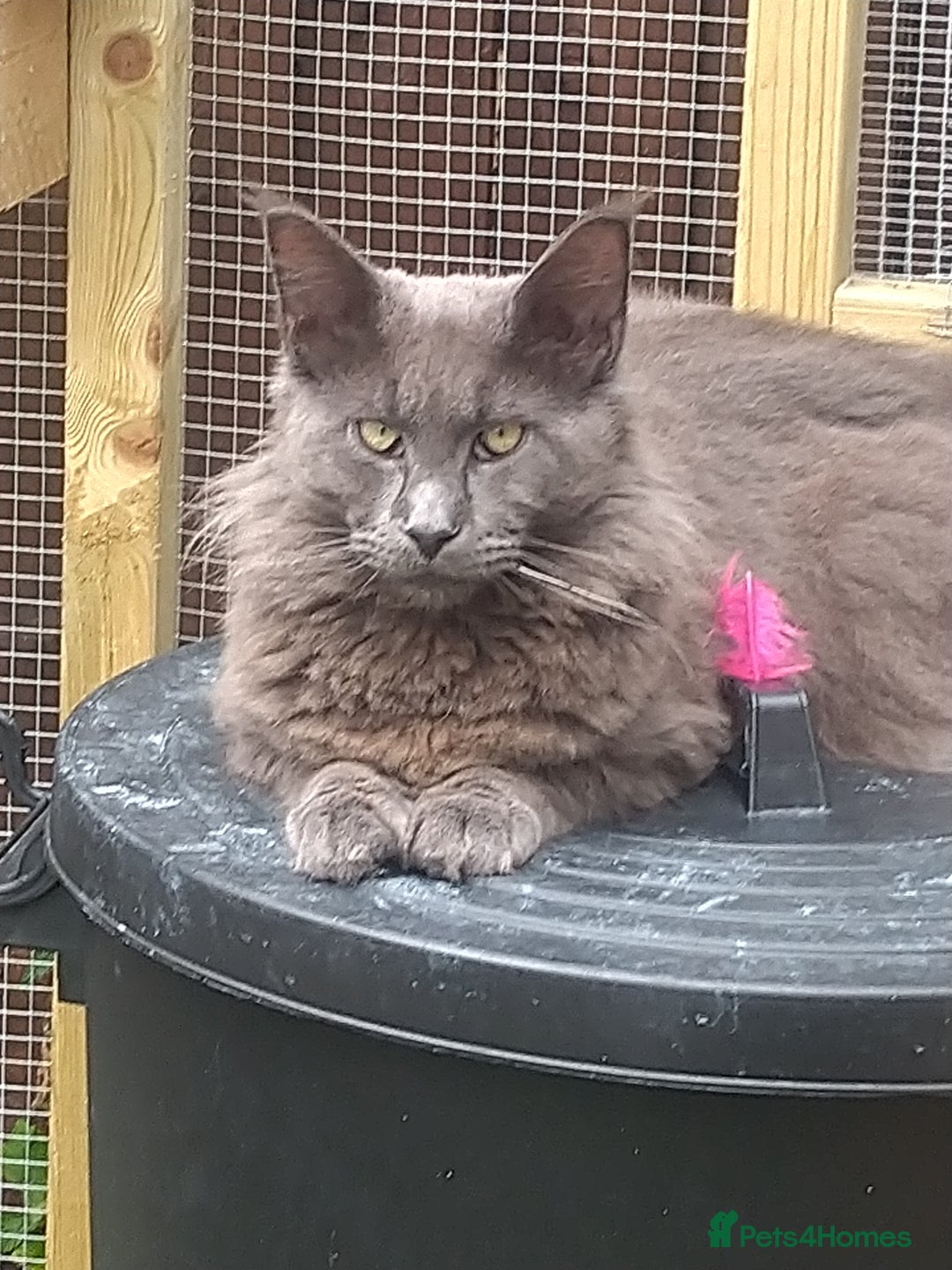 Maine Coon cats for sale: Large boy available  - Advert 2