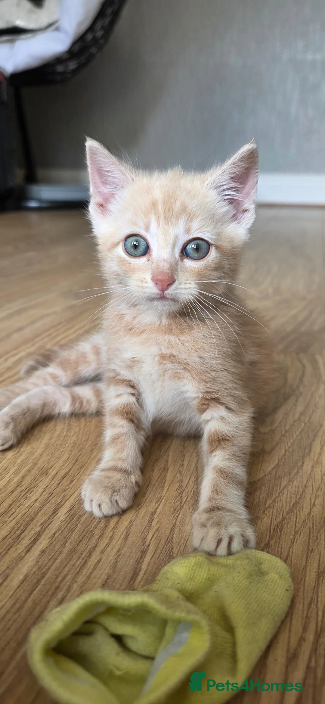 Mixed Breed cats for sale: A special girl looking for a new home  - Advert 2