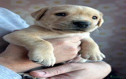Labrador Retriever dogs for sale: 8 Beautiful Golden Labrador Puppies  - Advert 14