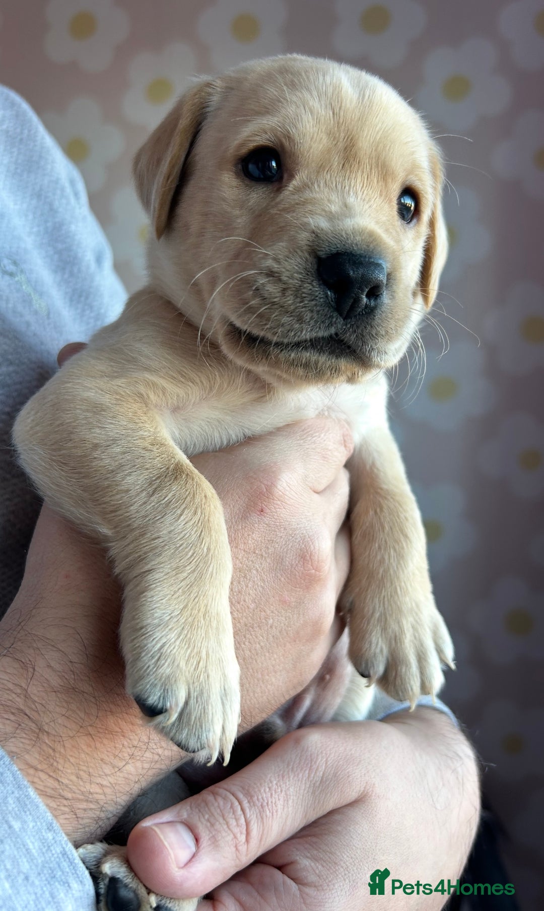 Labrador Retriever dogs for sale: 8 Beautiful Golden Labrador Puppies  - Advert 14