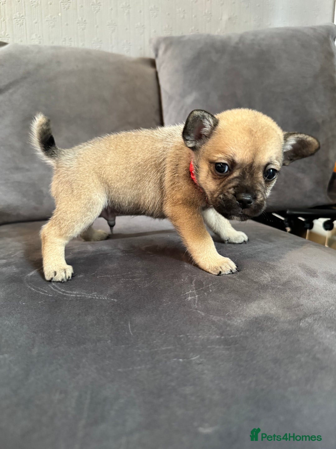Mixed Breed dogs for sale: 5 x French Pomerdogs - Image 13