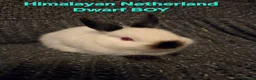 Netherland Dwarf rabbits for sale: Himalayan Netherland Dwarf BOY & Blue GIRL - Advert 7