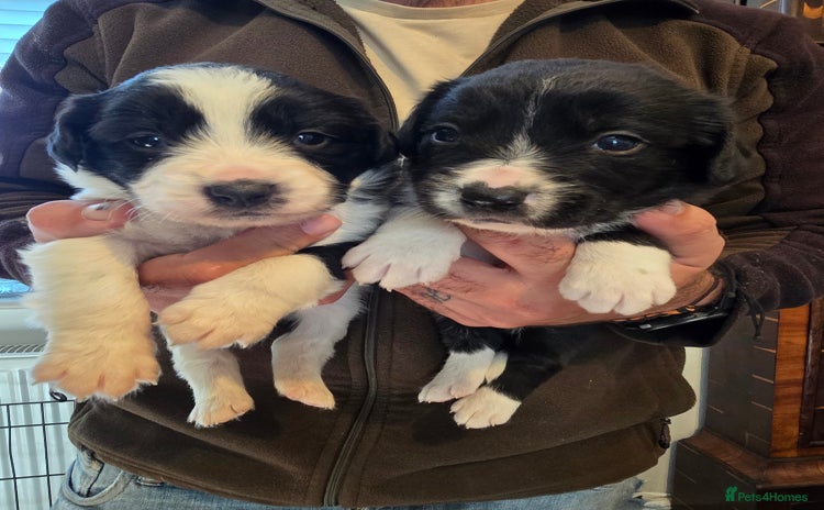 Sprollie dogs - Advert 4