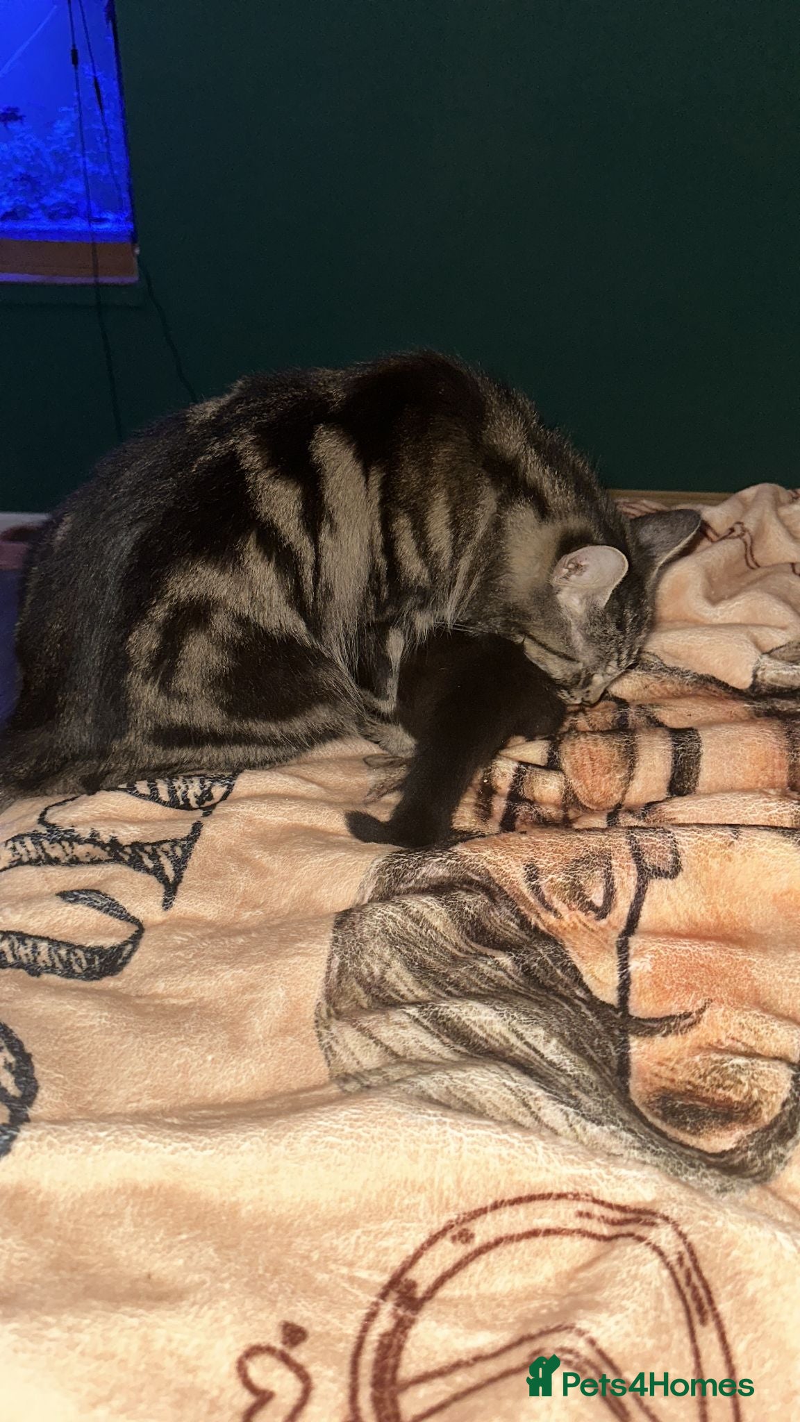 Mixed Breed cats Beautiful kittens to pick up - Advert 15
