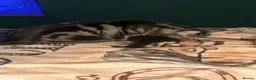 Mixed Breed cats for sale: Beautiful kittens to pick up in Leeds - Advert 1