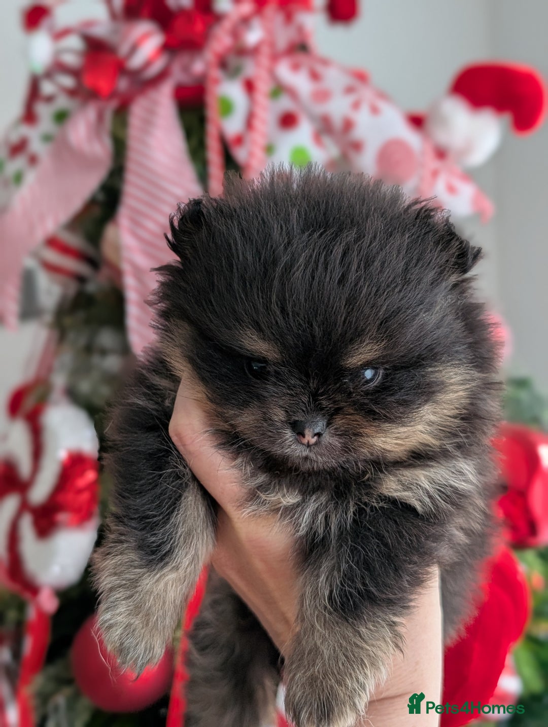Pomeranian dogs for sale: All pups reserved  - Advert 24