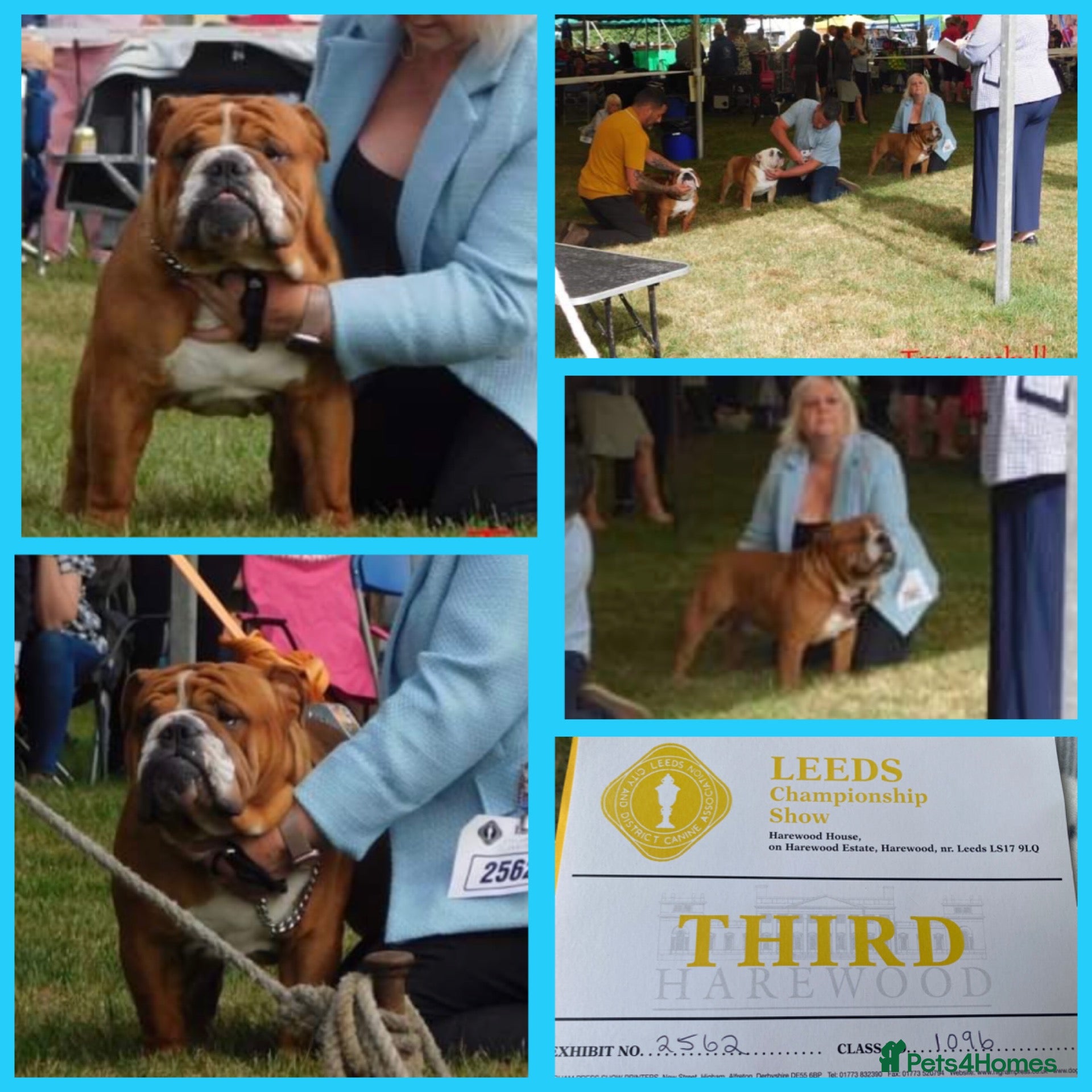 English Bulldog dogs Our Stunning English Bulldog Carter  in York - Advert 19