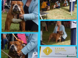 English Bulldog dogs in York - Advert 1