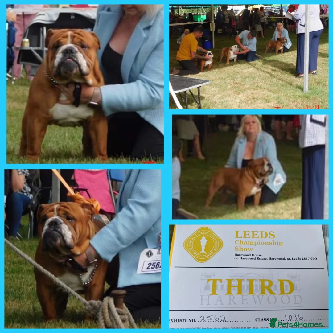 English Bulldog dogs for stud: Our Stunning English Bulldog Carter  in York - Advert 1