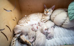 Bengal cats for sale: Pure Snow Bengals-TICA champions pedigree-Stunning - Image 22