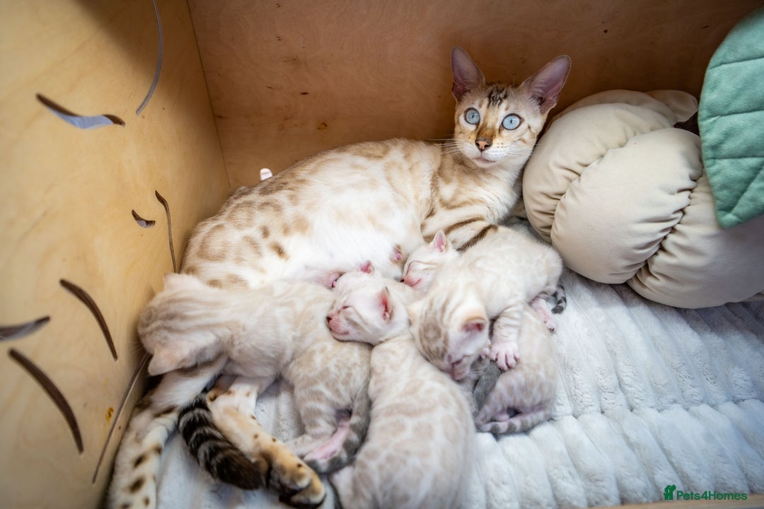 Bengal cats for sale: Pure Snow Bengals-TICA champions pedigree-Stunning - Image 22