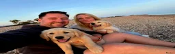 Golden Retriever dogs for sale: Golden Retriever puppies - Advert 33