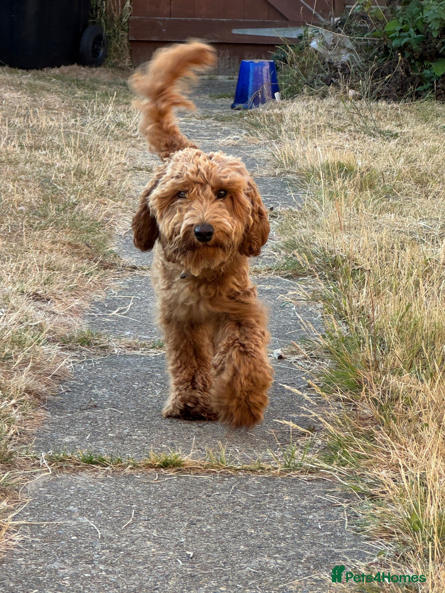 Cockapoo dogs Beautiful Male Cockapoo for sale - Advert 6