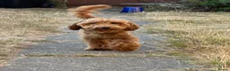 Cockapoo dogs for sale: Beautiful Male Cockapoo for sale - Advert 1