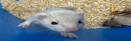 Ferret rodents for sale: Ferret Kits for sale in Huntingdon - Advert 3