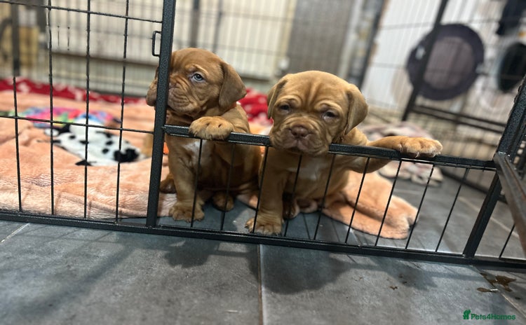 Dogue De Bordeaux dogs - Advert 1