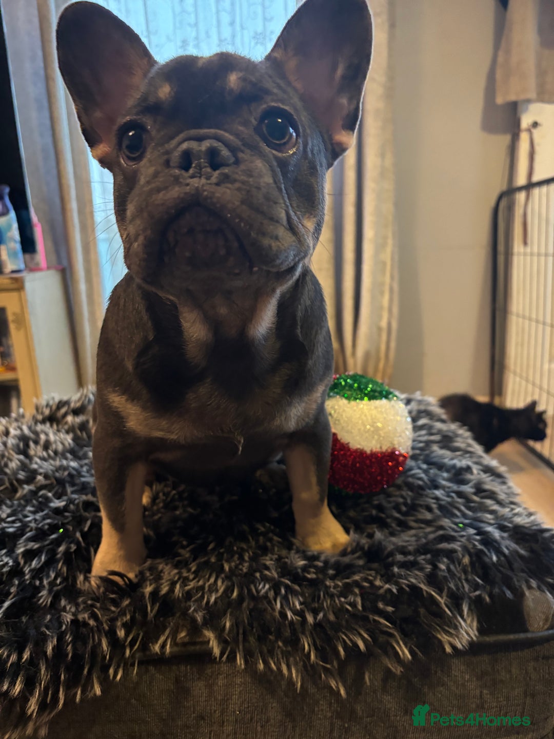 French Bulldog dogs for sale: French bulldog puppies  - Advert 18