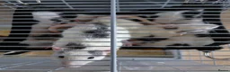 Rat rodents for sale: 2 male rats in Thetford - Advert 23