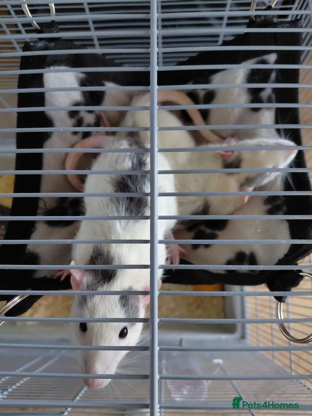 Rat rodents for sale: 2 male rats in Thetford - Advert 23