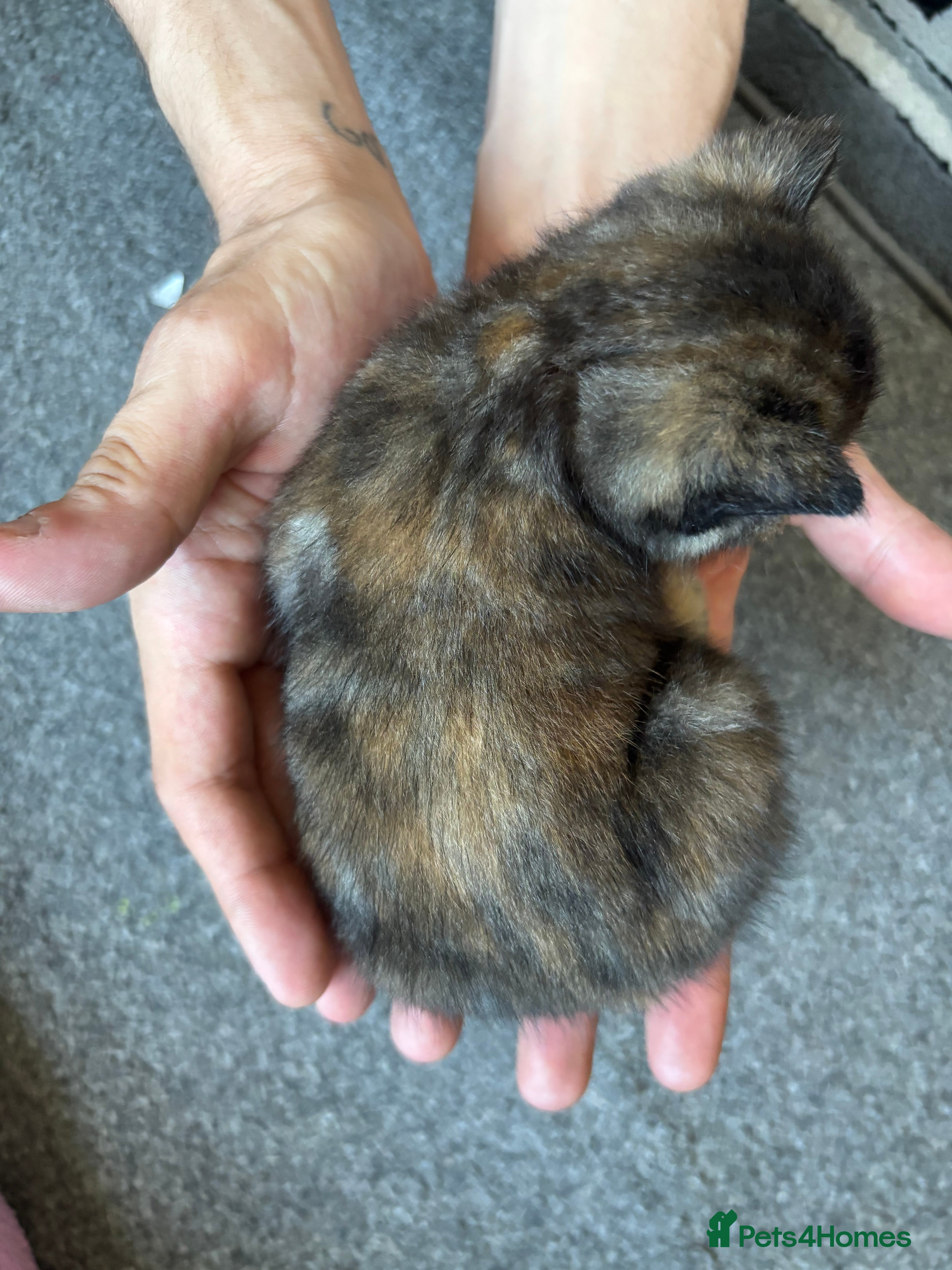 Mixed Breed cats for sale: 5 beautiful kittens for sale!  - Advert 3