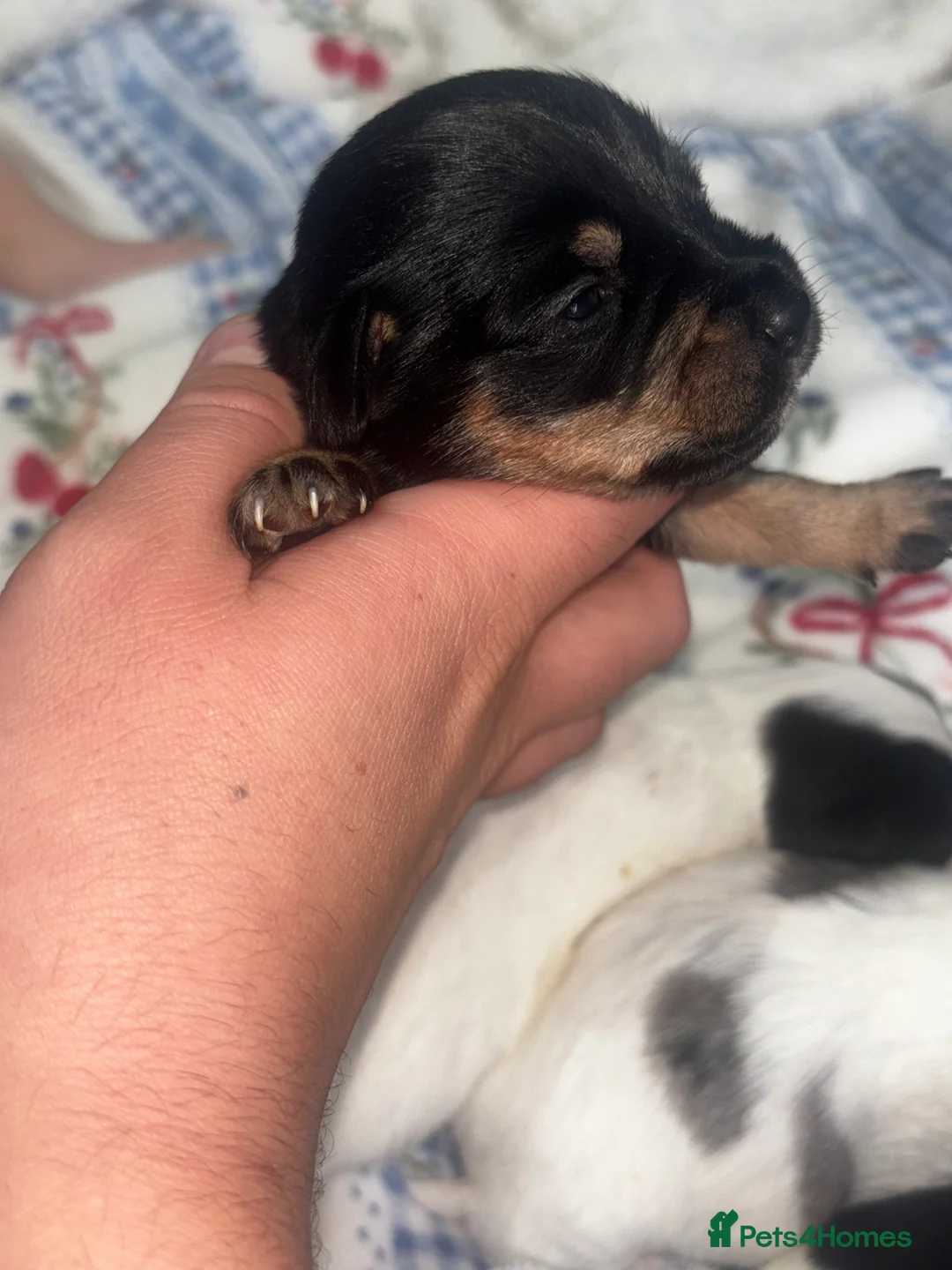 Mixed Breed dogs for sale: Terriers for new homes  - Advert 5