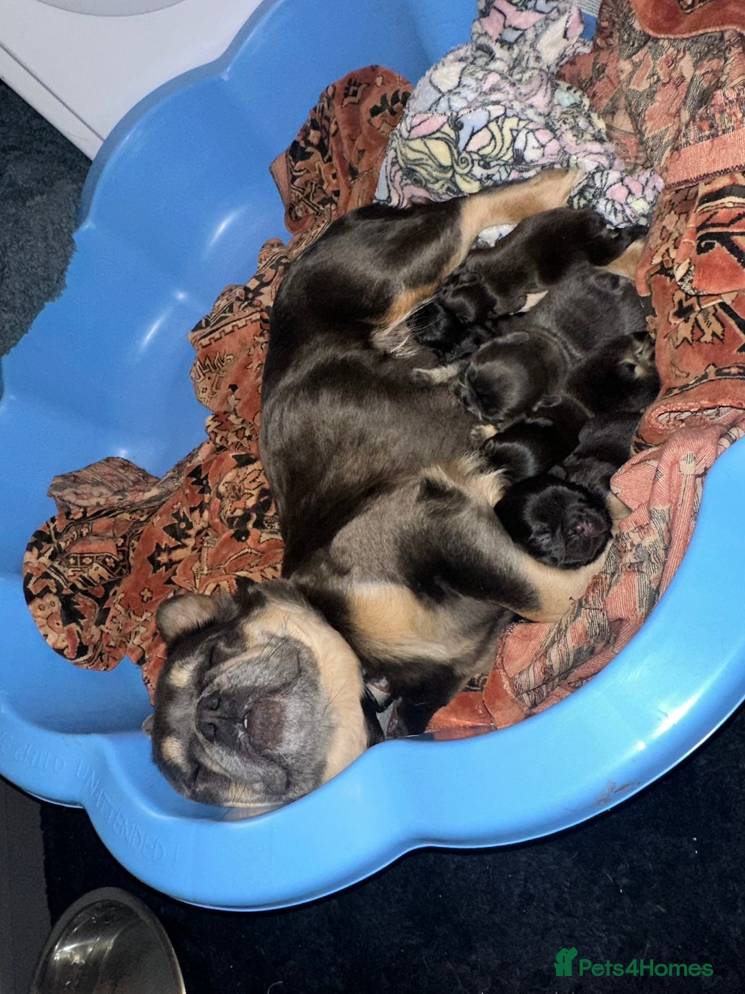 French Bulldog dogs for sale: Newshade Isabella carrying pink French bulldog - Image 16