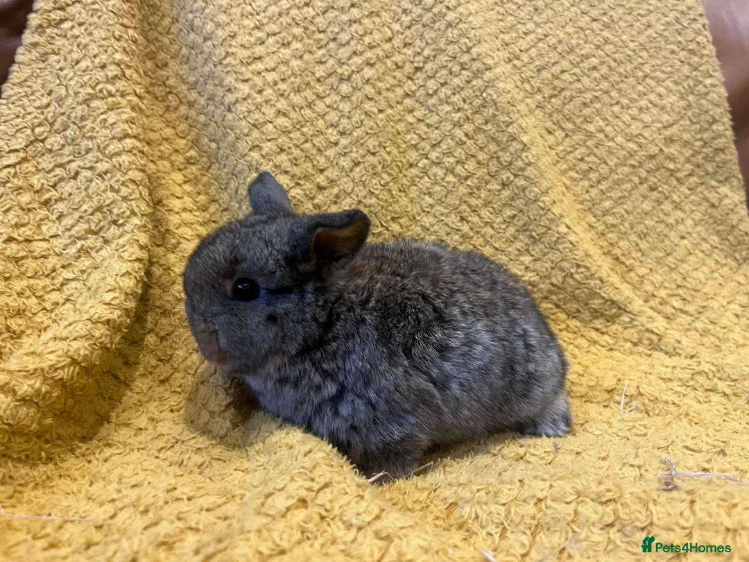 Mini Lop rabbits for sale: Mini lops  and mini double maned lionheads  - Advert 12