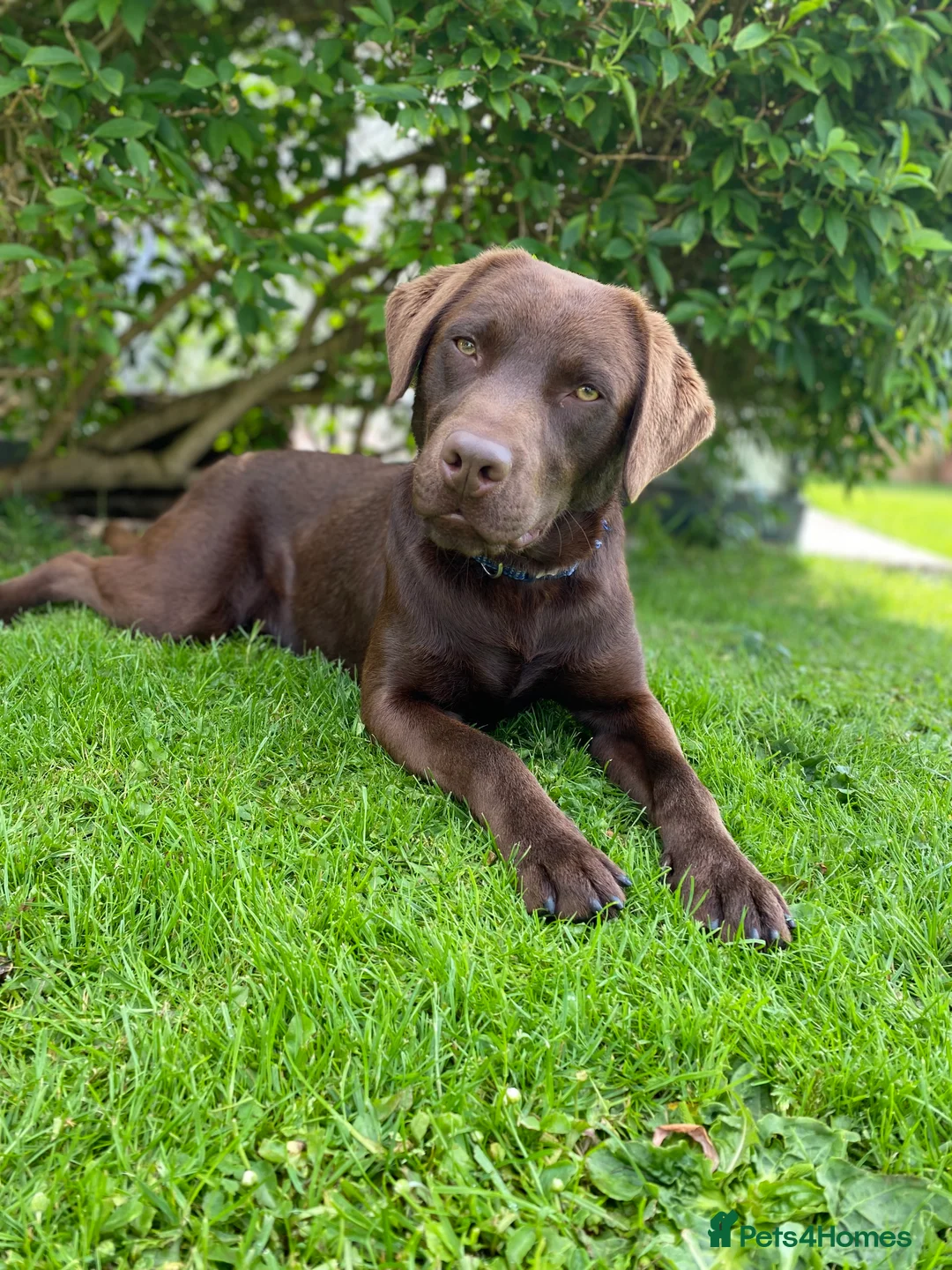 Labrador Retriever dogs for stud: Fully Health Tested Chocolate Labrador  in Wisbech - Advert 4