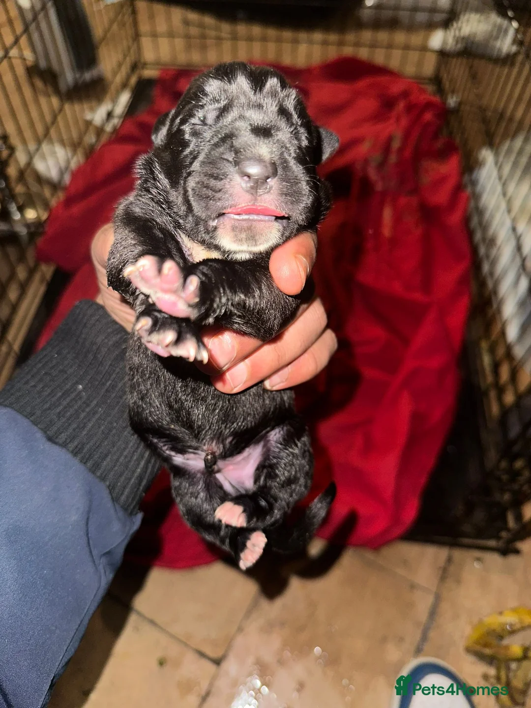 Cane Corso dogs for sale: Canecorso pups for sale - Advert 3